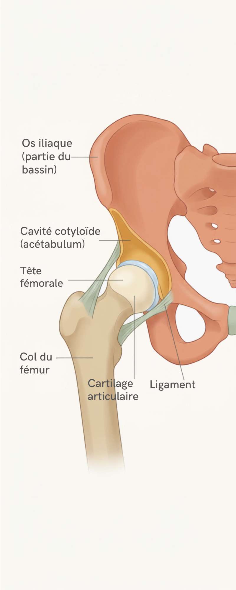 Schéma d'une articulation de hanche qui explique pourquoi une personne peut avoir mal à la hanche 